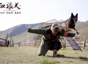 一篇读懂（血狼犬免费观看完整版 血狼犬免费观看完整版电影）血狼犬国语在线观看，